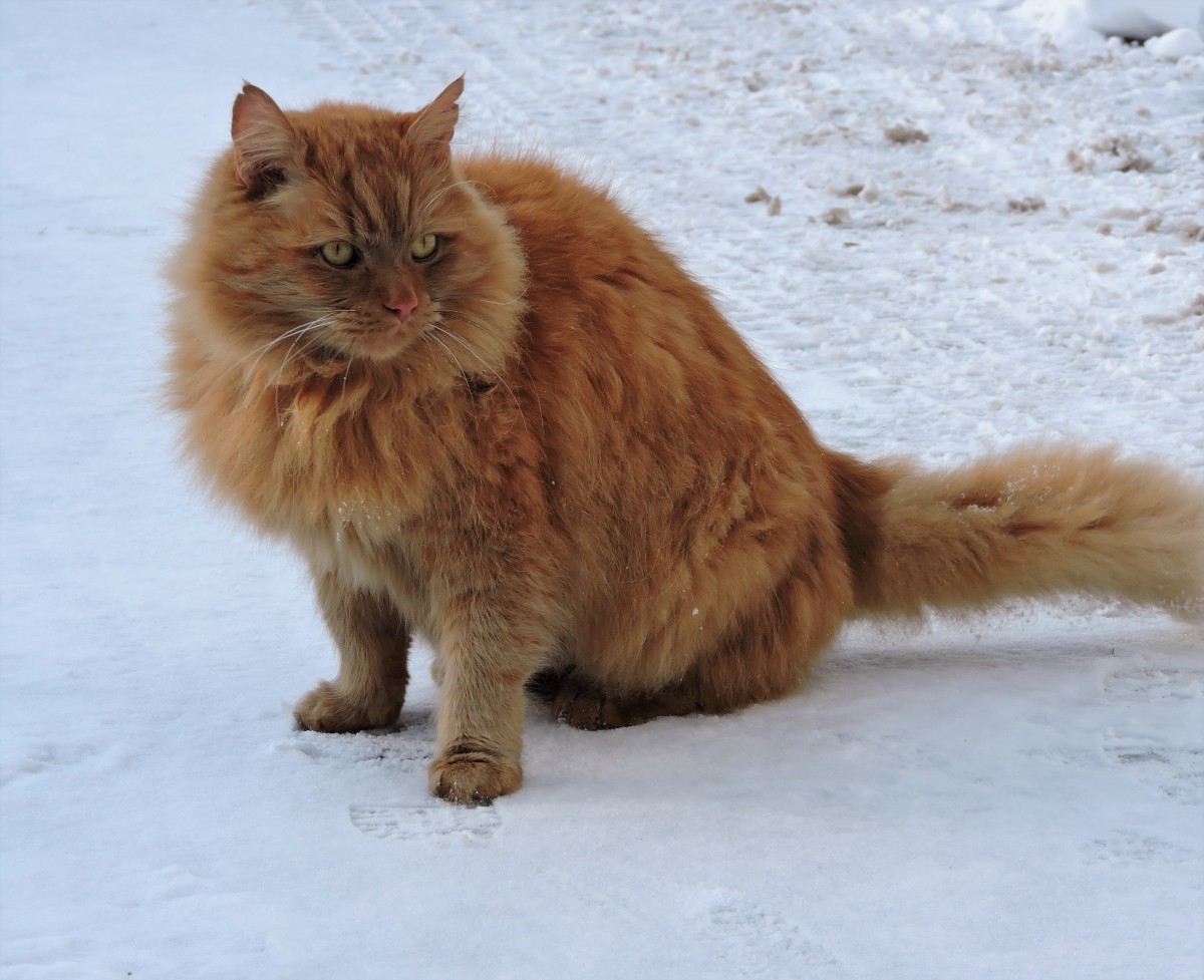 10. Siberian - The Russian Chatterbox (Image Credits: Wikimedia)