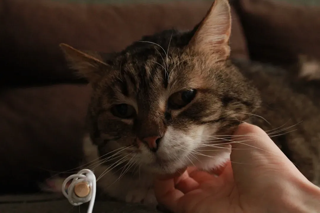 Your Cat Is Hearing Things You Simply Cannot (Image Credits: Unsplash)