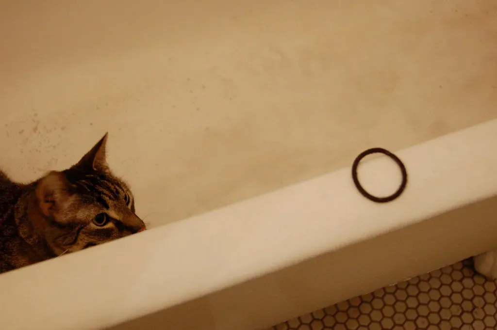 Hair Ties and Rubber Bands: The Perfect Prey Substitute (Image Credits: Flickr)