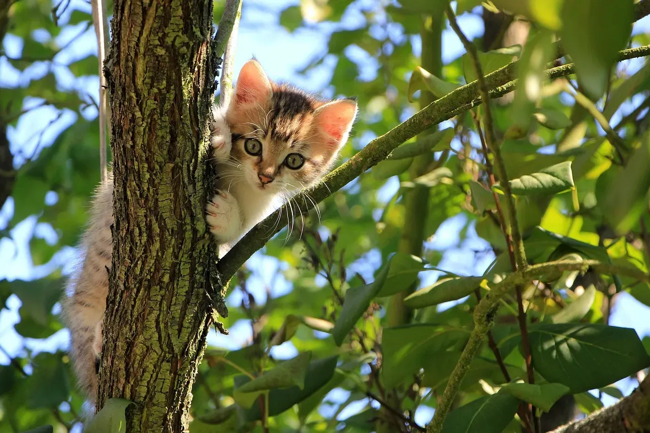 #10 Ragamuffin (Image Credits: Pixabay)