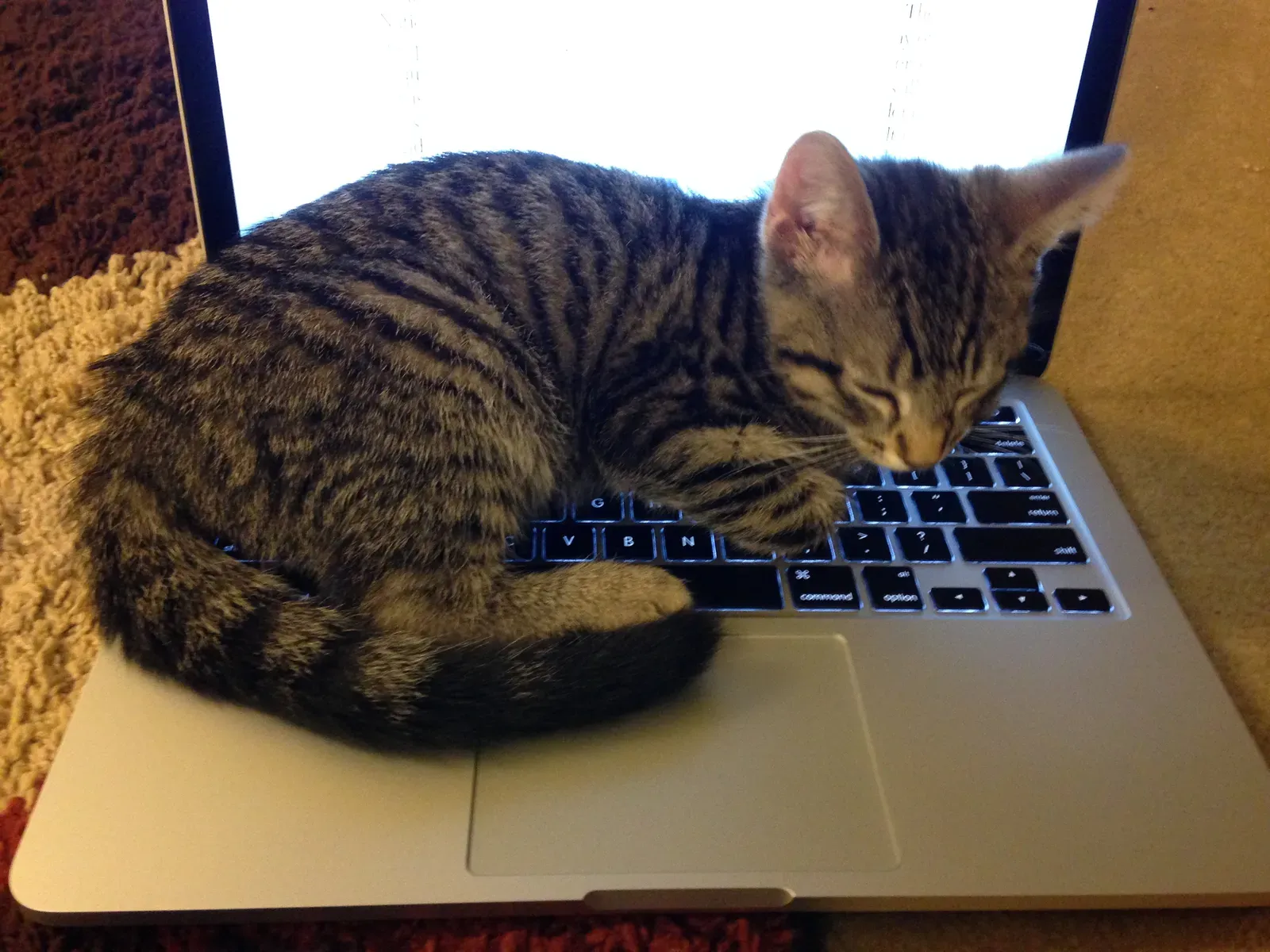 #9 Sitting on Laptops, Papers, or Anything You're Using (By 1980na, CC BY-SA 4.0)