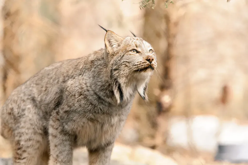 Canada Lynx: The Snow Walker (Image Credits: Flickr)