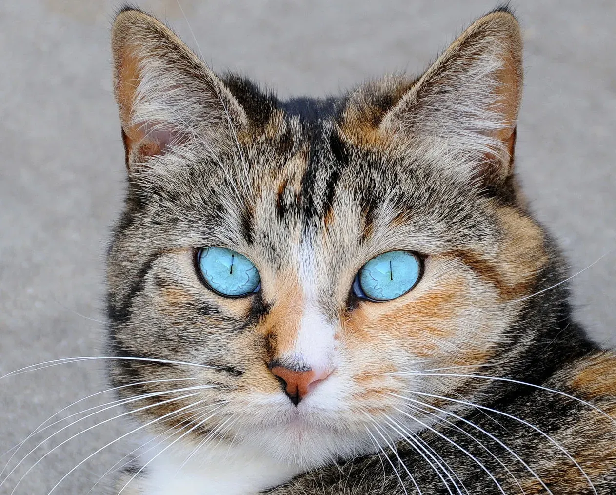 The Territorial and Dominant Attitude (Image Credits: Wikimedia)