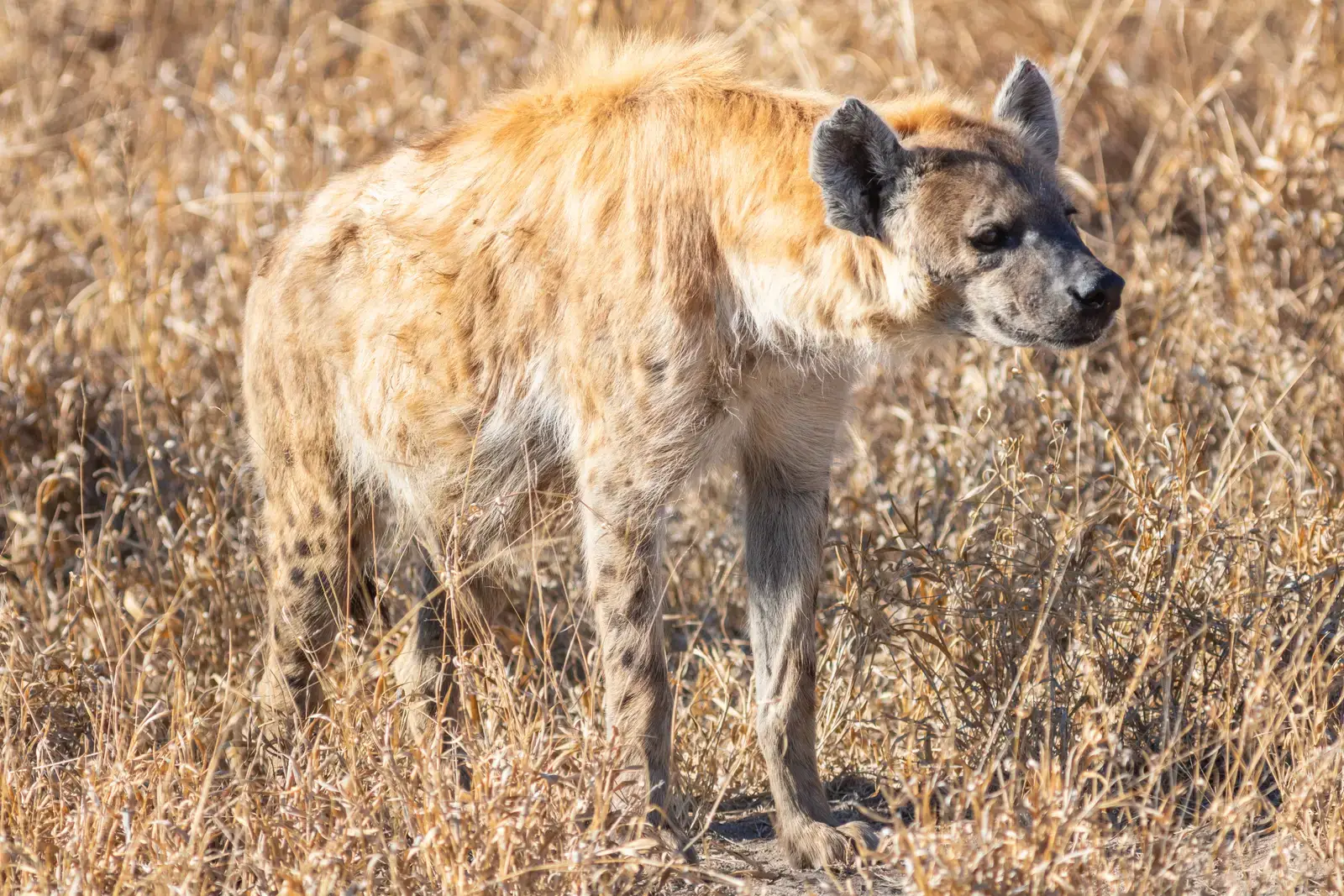 #1 Spotted hyenas (By Diego Delso, CC BY-SA 4.0)