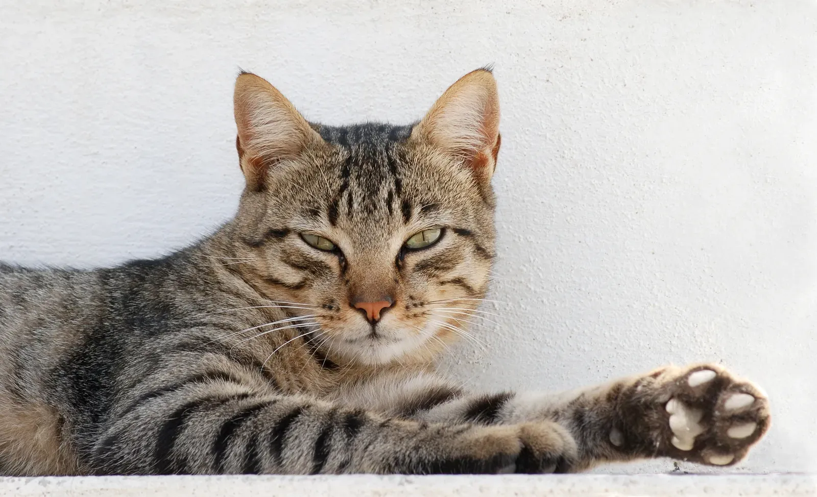 #13 - The Truth Is That Purring Serves at Least Five Different Purposes (By Alvesgaspar, CC BY-SA 3.0)