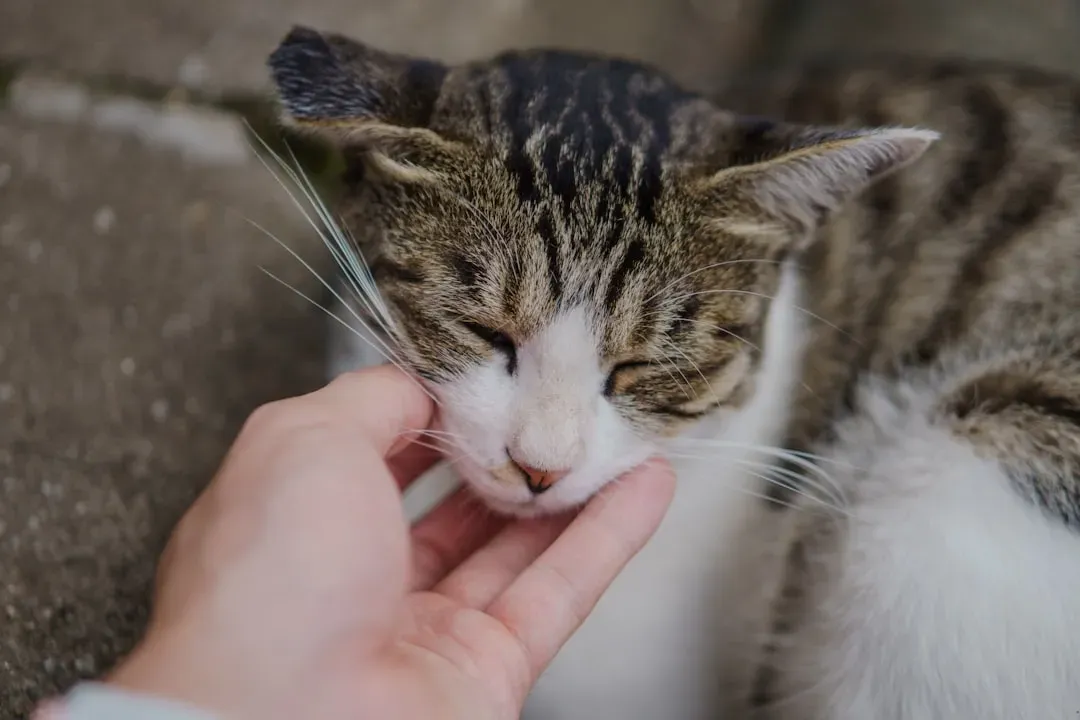 Mistake #1: You're Reaching In Without Letting Your Cat Sniff You First (Image Credits: Unsplash)