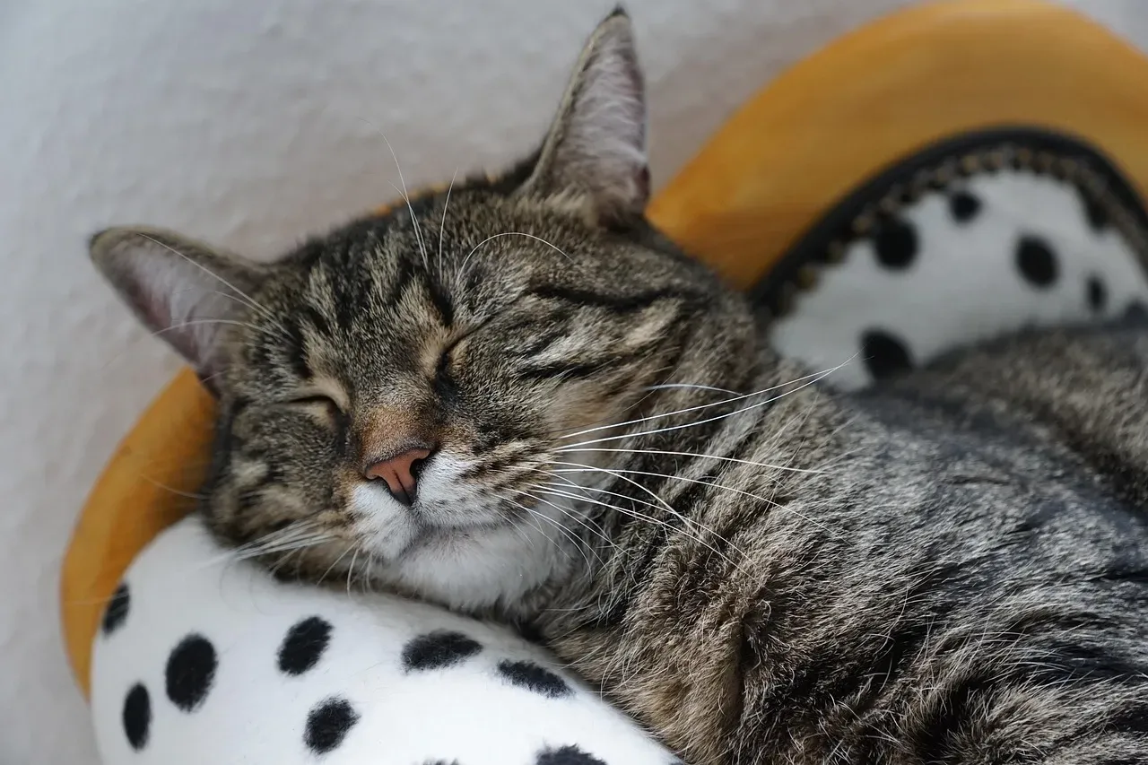 3. Purring Always Means Your Cat Is Happy (Image Credits: Pixabay)