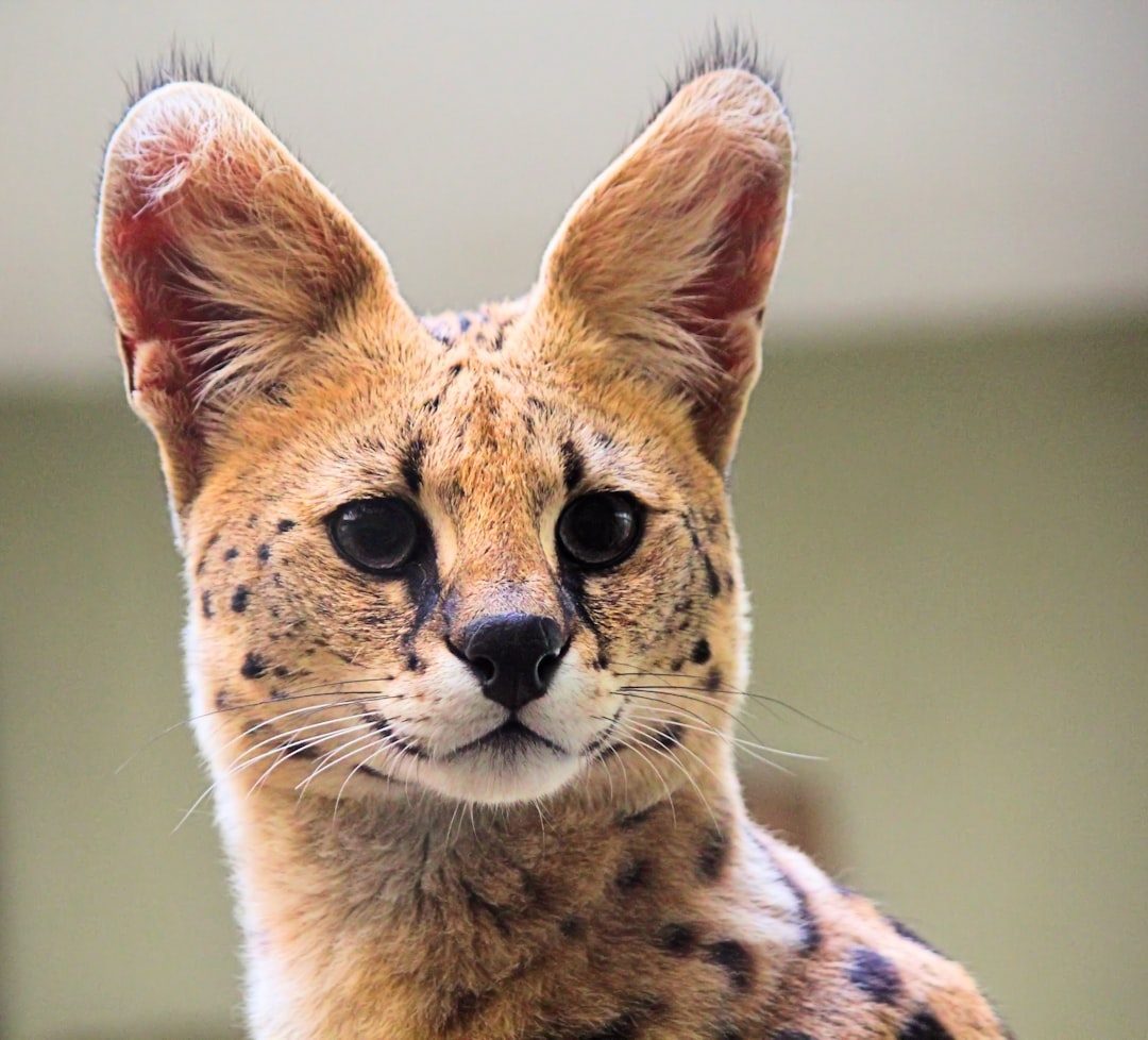 Sagittarius: The Serval (Image Credits: Unsplash)