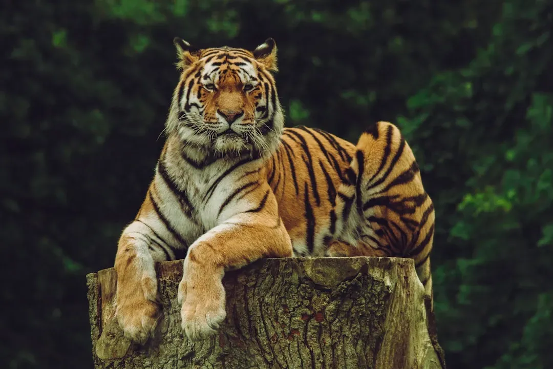 #11. Wild tiger numbers are recovering, but the total is still small (Image Credits: Unsplash)