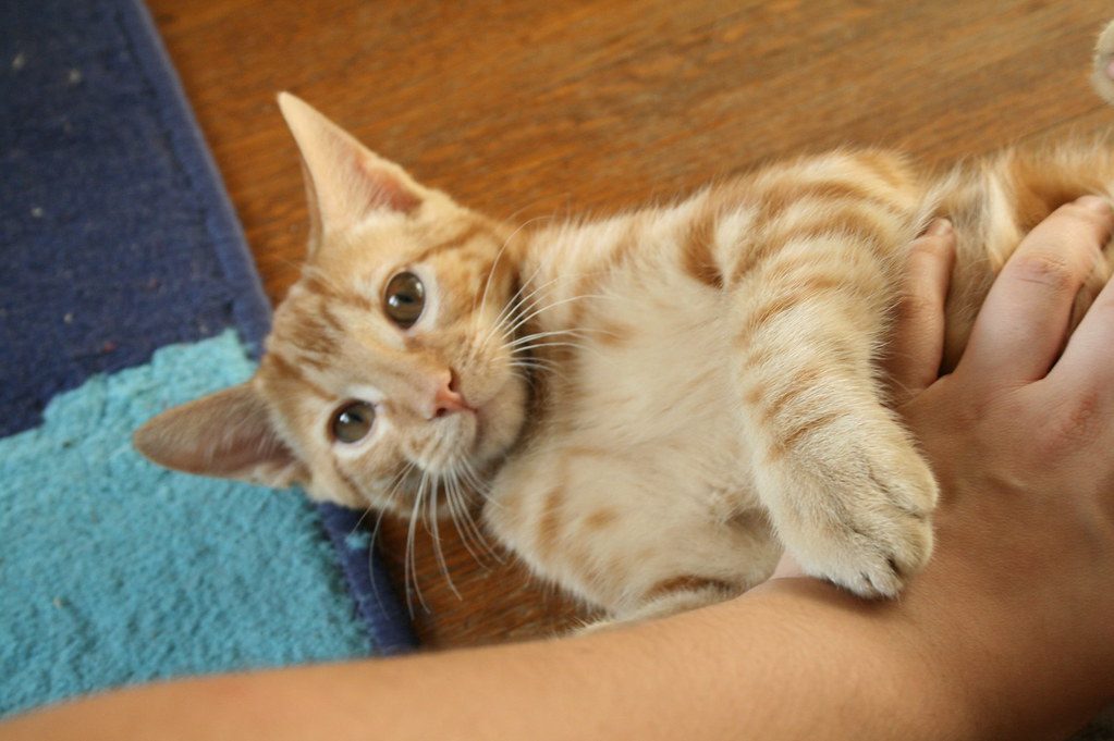 Petting Them in All the Wrong Places (Image Credits: Flickr)