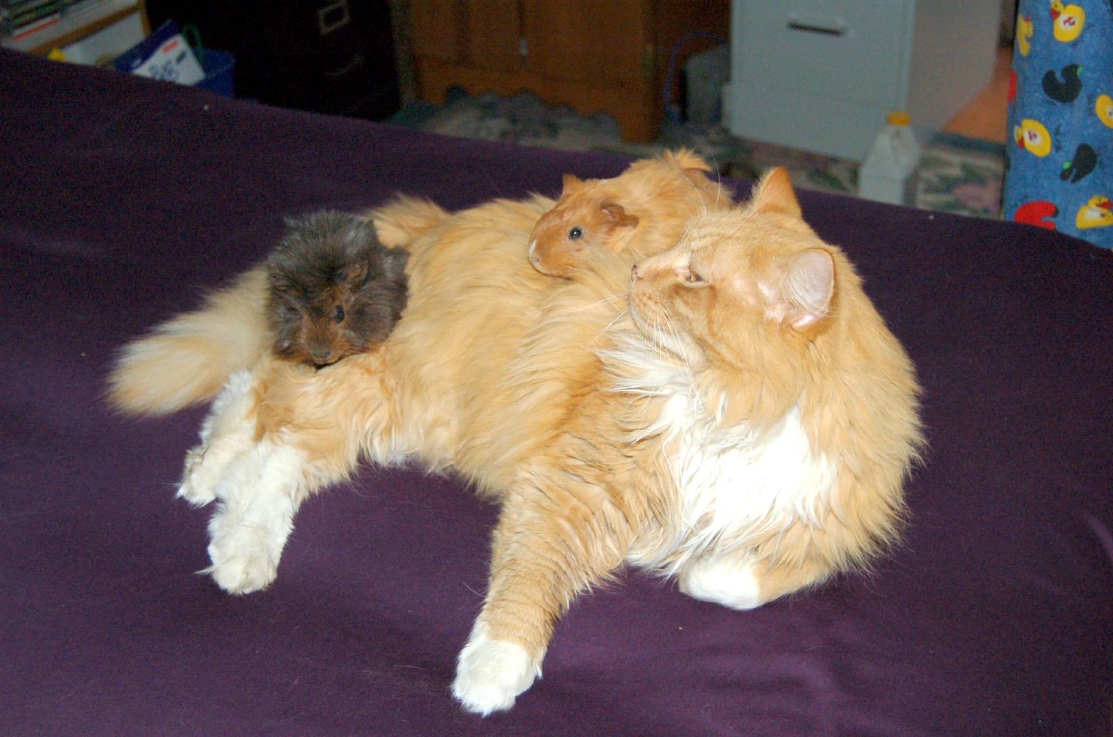 Guinea Pigs (Image Credits: Wikimedia)