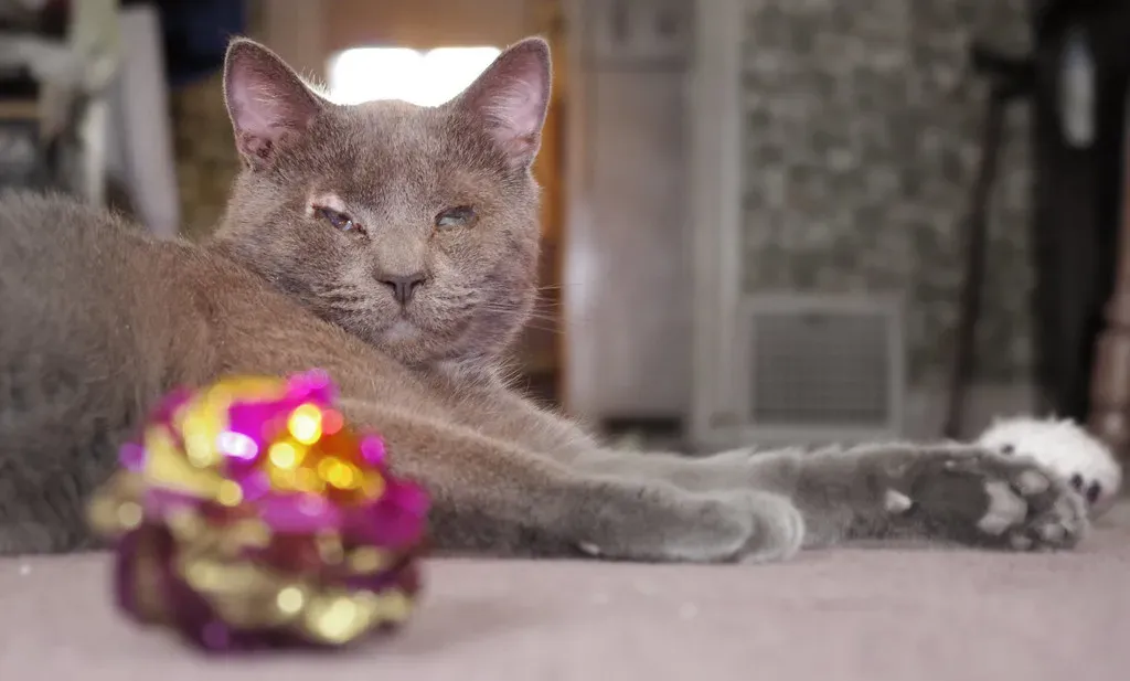 The Satisfying Crinkle Sound Mimics Real Prey (Image Credits: Flickr)