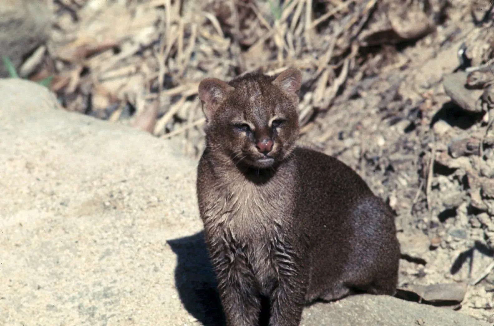Historical Distribution and Decline (Image Credits: Wikimedia)