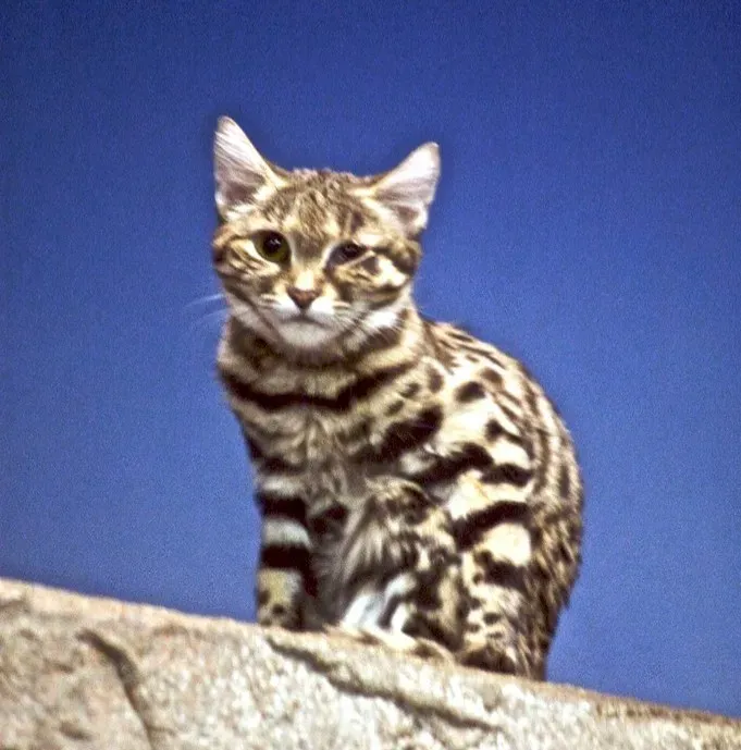 Black‑Footed Cat – The Tiny Super‑Predator (Image Credits: Flickr)