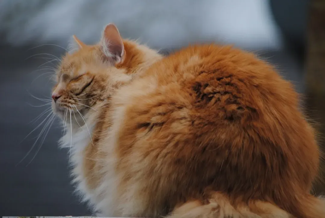 Their Butt in Your Face is a Compliment (Image Credits: Unsplash)