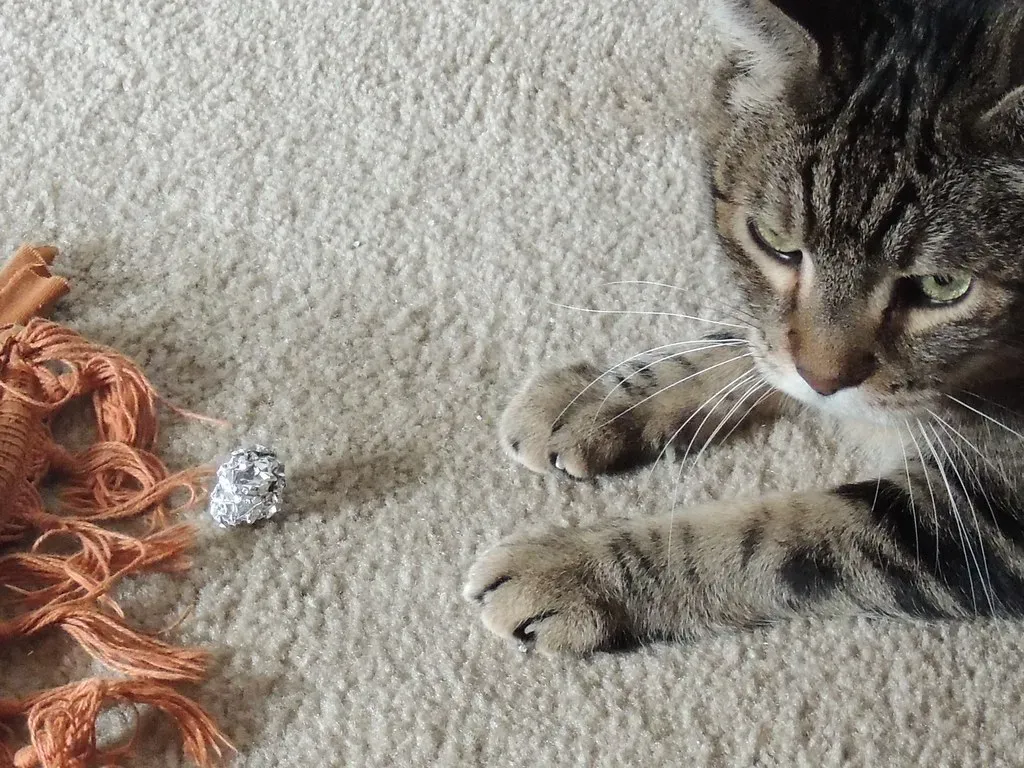 11. Aluminum Foil: The Sound That Stops Everything (Image Credits: Flickr)