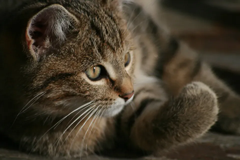 They Remember Everything You'd Rather They Forgot (Image Credits: Stocksnap)