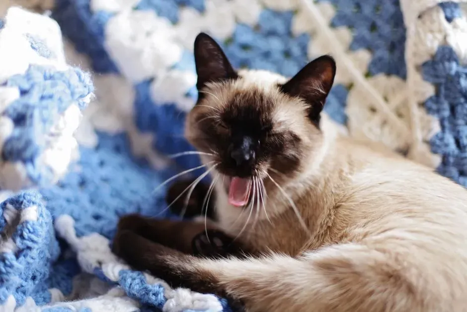 Siamese: The Drama Communicator (Image Credits: Pexels)