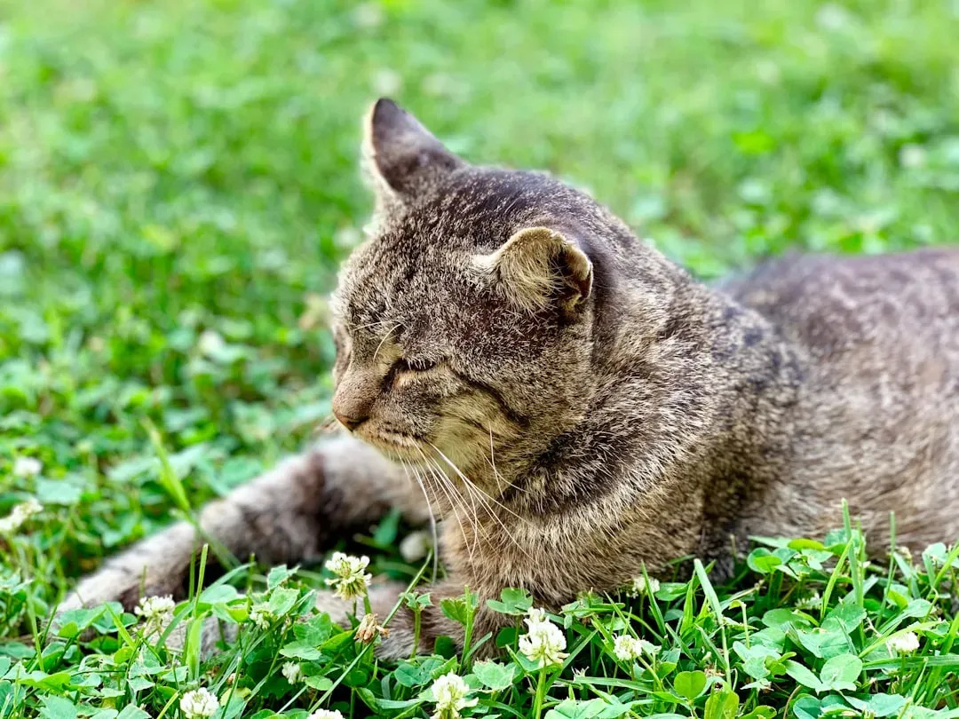 The Wild Ancestor Connection (Image Credits: Unsplash)