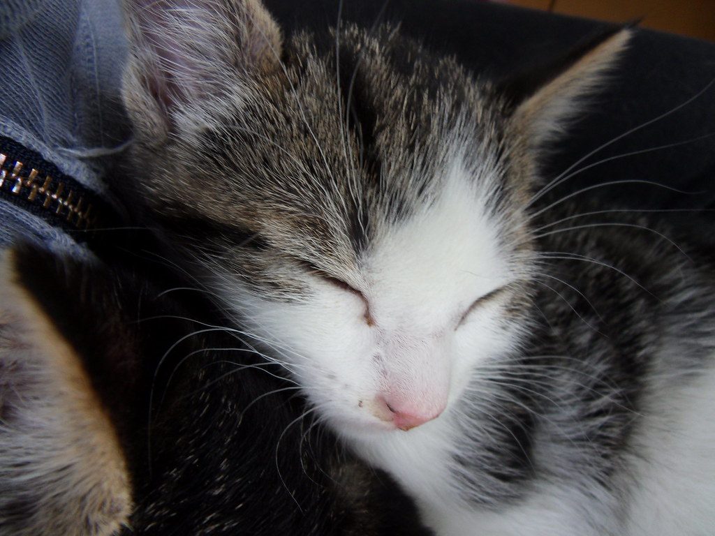 How Much Time Cats Spend Dreaming (Image Credits: Flickr)