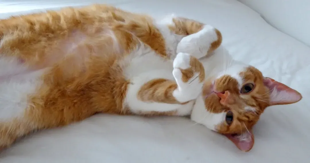 How to Respond When Your Cat Shows You Their Belly (Image Credits: Unsplash)