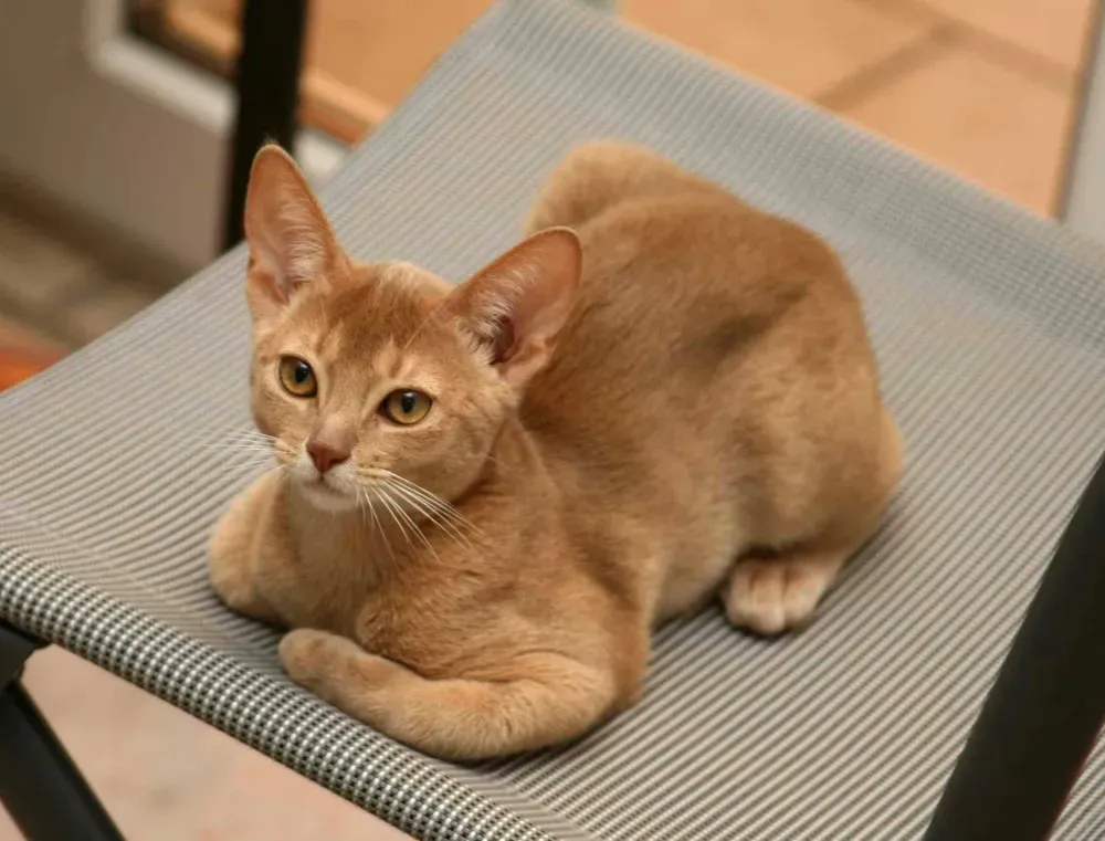 9. Abyssinian: The Playful Spirit (Image Credits: Wikimedia)
