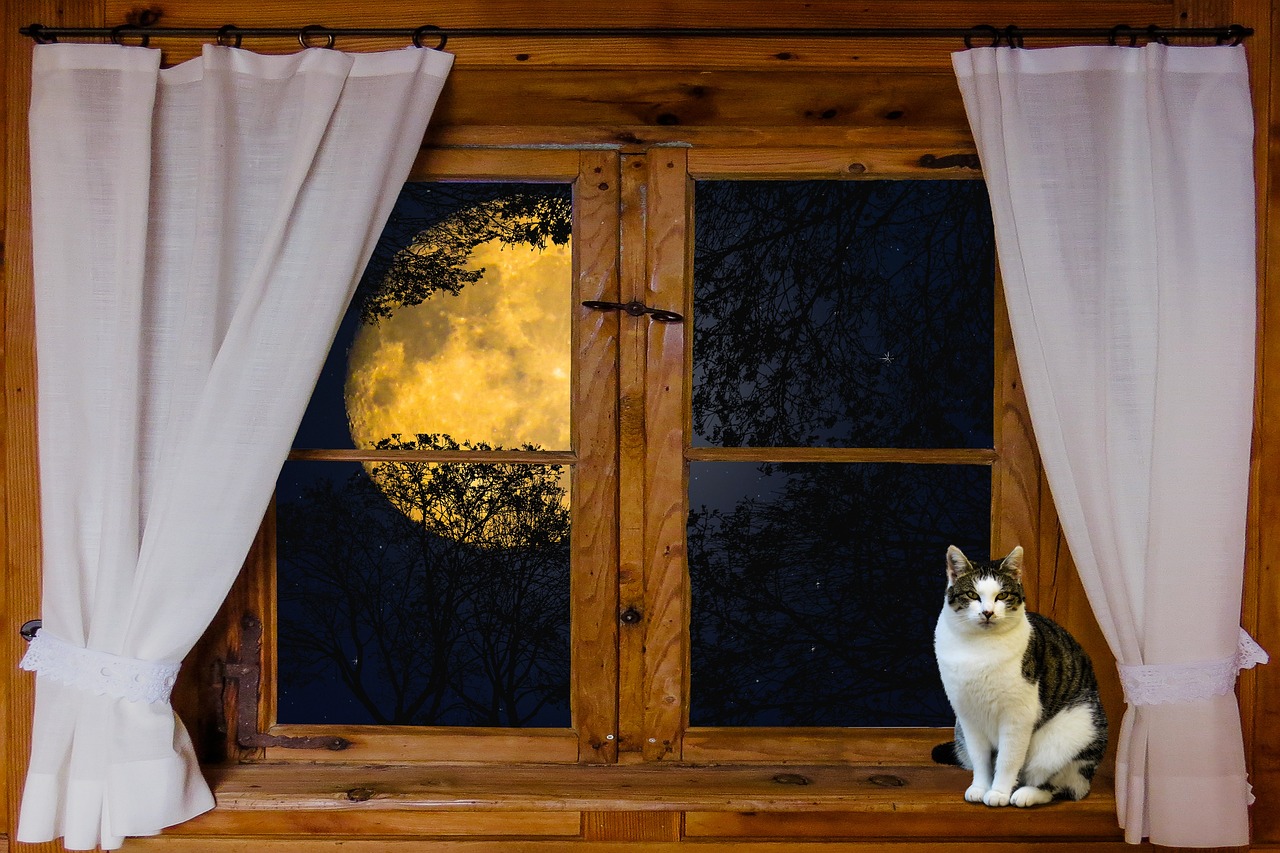 The Night Shift Watcher: Cats Active at Dark Windows (Image Credits: Pixabay)