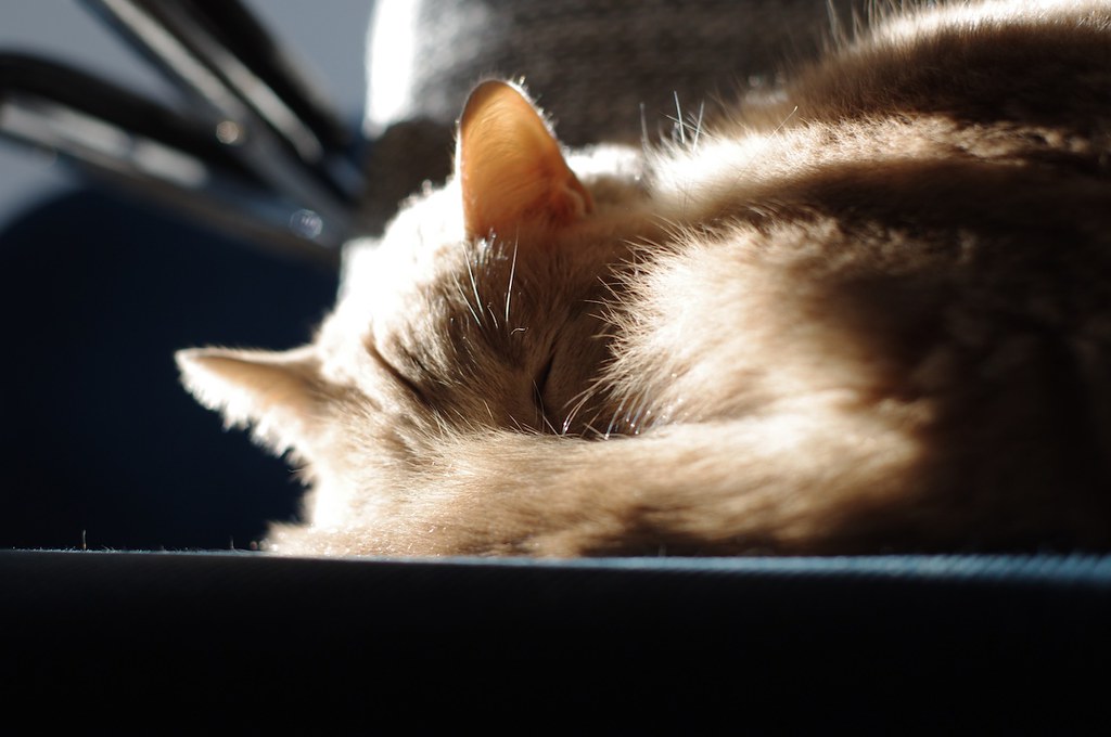 The Vitamin D Myth: What Cats Really Get from Sun Exposure (Image Credits: Flickr)