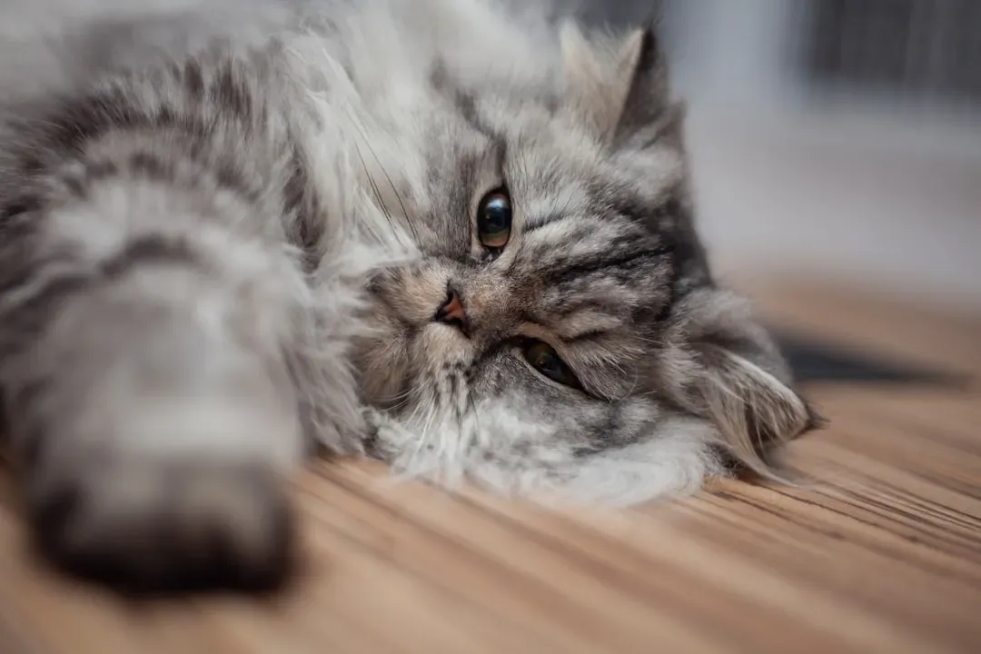 Their Purring Doesn't Always Mean Happiness (Image Credits: Unsplash)
