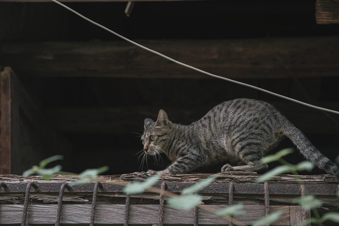 The Patience of a True Predator (Image Credits: Unsplash)