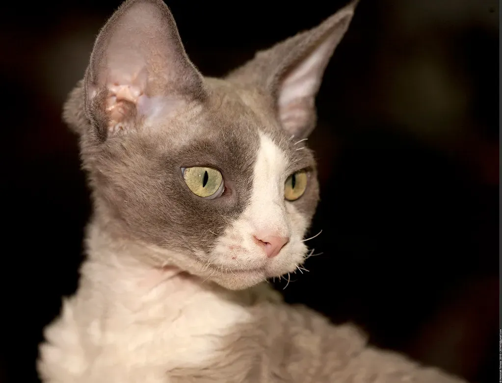 Devon Rex Cats (Image Credits: Flickr)