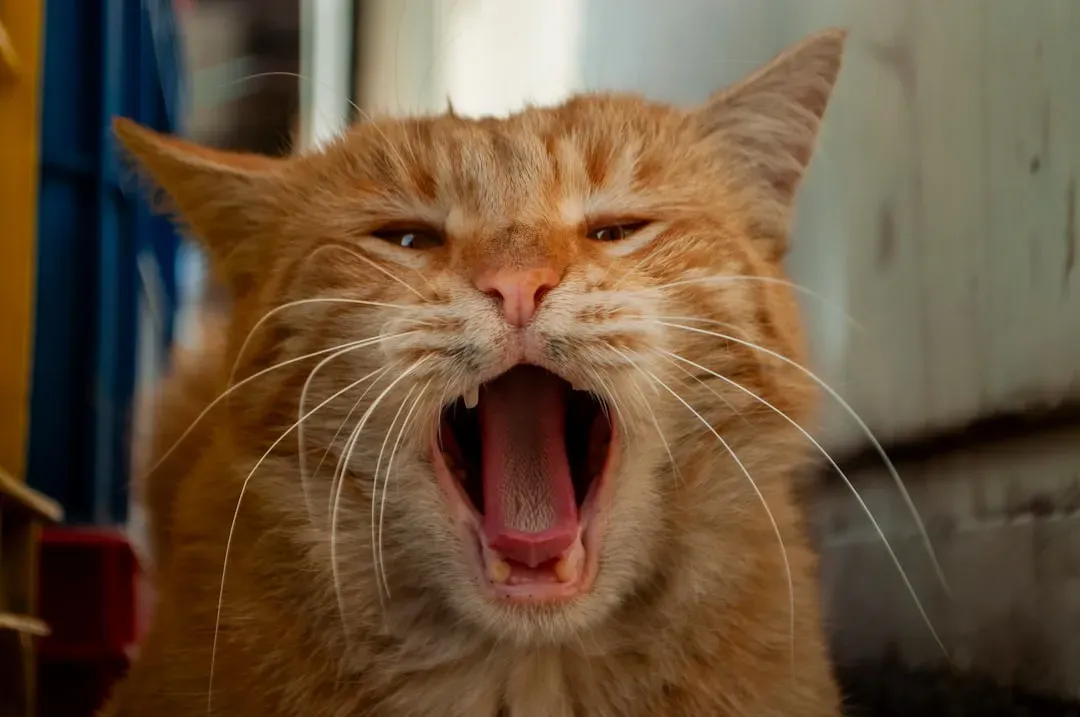 12. The Flehmen Response (That Weird Open-Mouthed Grimace) (Image Credits: Unsplash)