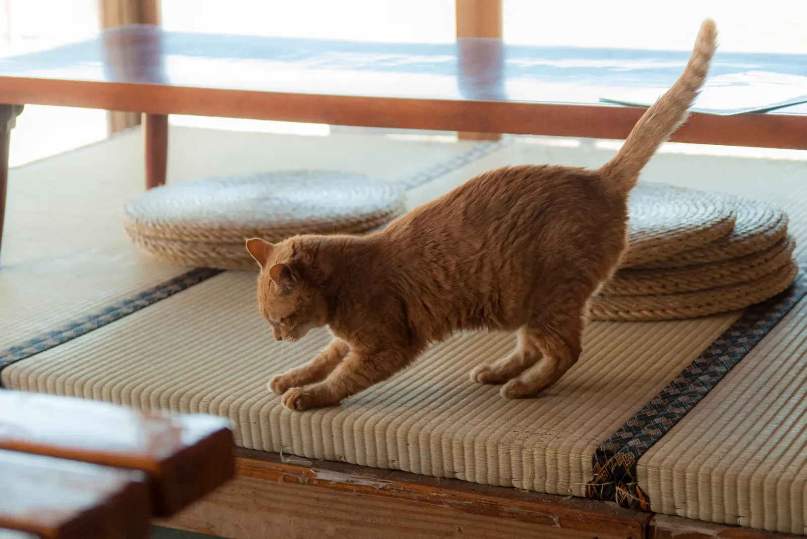 Tail Twitching That Means Everything and Nothing (Image Credits: Wikimedia)