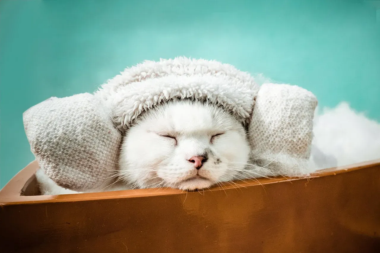 #13 - They Melt Into Spa Days And Sunbeams Like Nothing Else Matters (Image Credits: Pixabay)