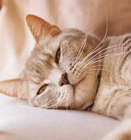 #12 - Purring Gets Misread the Exact Same Way (Image Credits: Pexels)