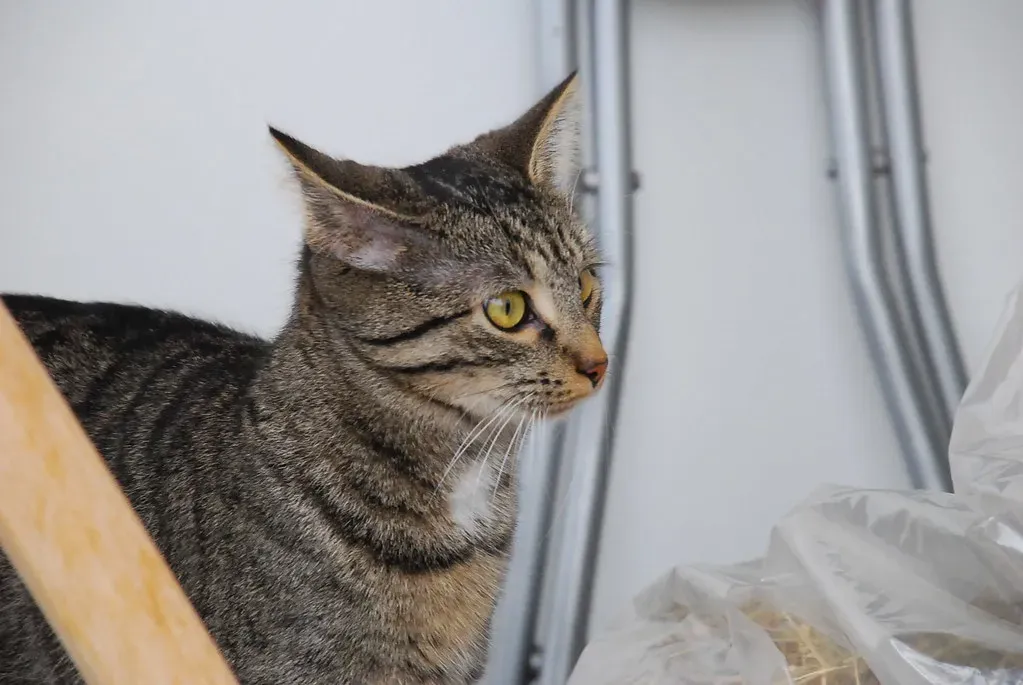 Those Ears Are Telling You Everything (Image Credits: Flickr)