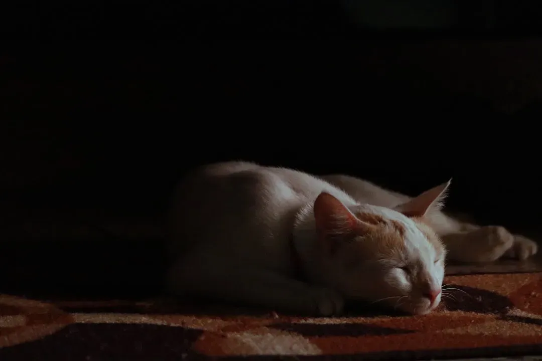 #8 - Sleeping in the Middle of the Room, Not Hidden (Image Credits: Unsplash)