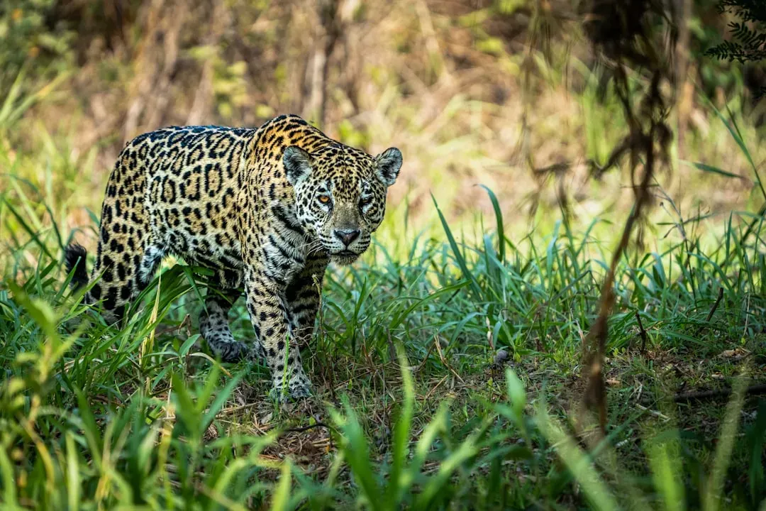 A Stalk-and-Ambush Strategy That Is Nearly Peerless (Image Credits: Unsplash)