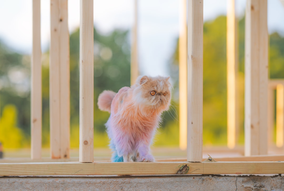 Persian Cats: High-Maintenance Beauty Queens (Image Credits: Unsplash)