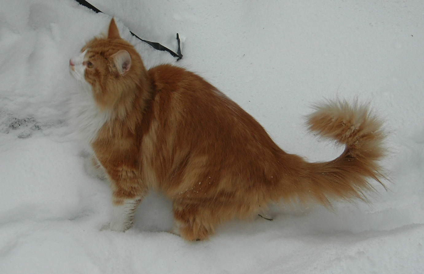 Norwegian Forest Cat: The Natural Born Adventurer (Image Credits: Wikimedia)