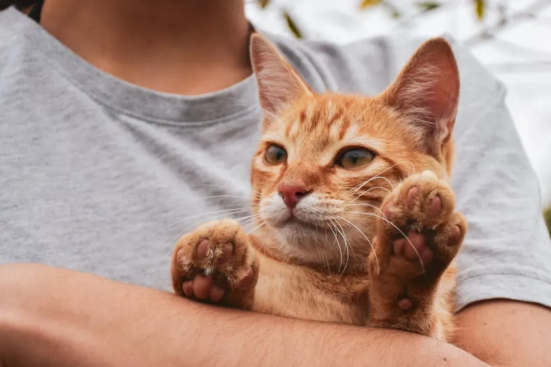 Stress and Anxiety Are Turning Them Into a Velcro Cat (Image Credits: Unsplash)