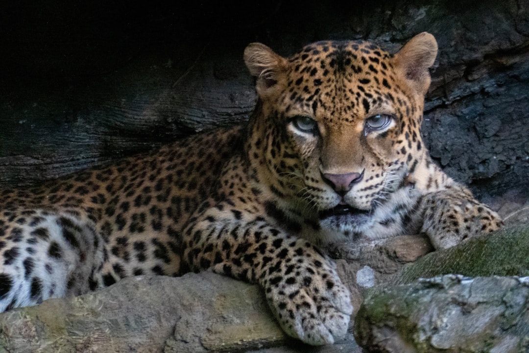 Javan Leopard: Indonesia's Vanishing Predator (Image Credits: Unsplash)