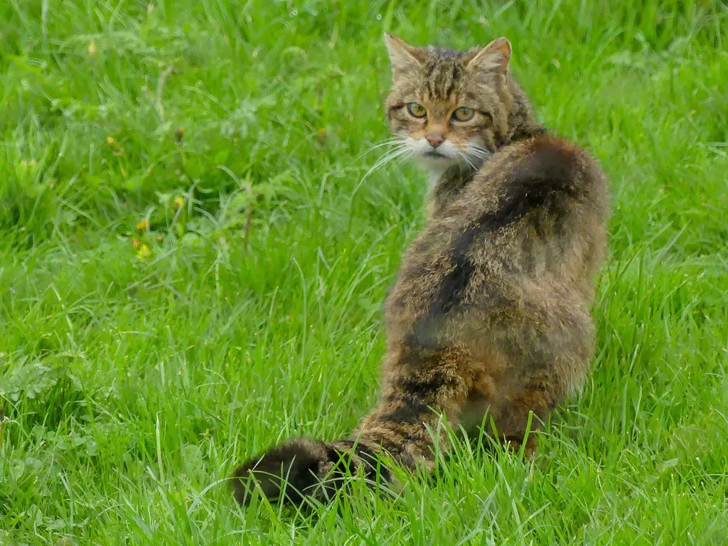 European Wildcat – The Original Farmyard Ghost (Mike Prince, Flickr, CC BY 2.0)