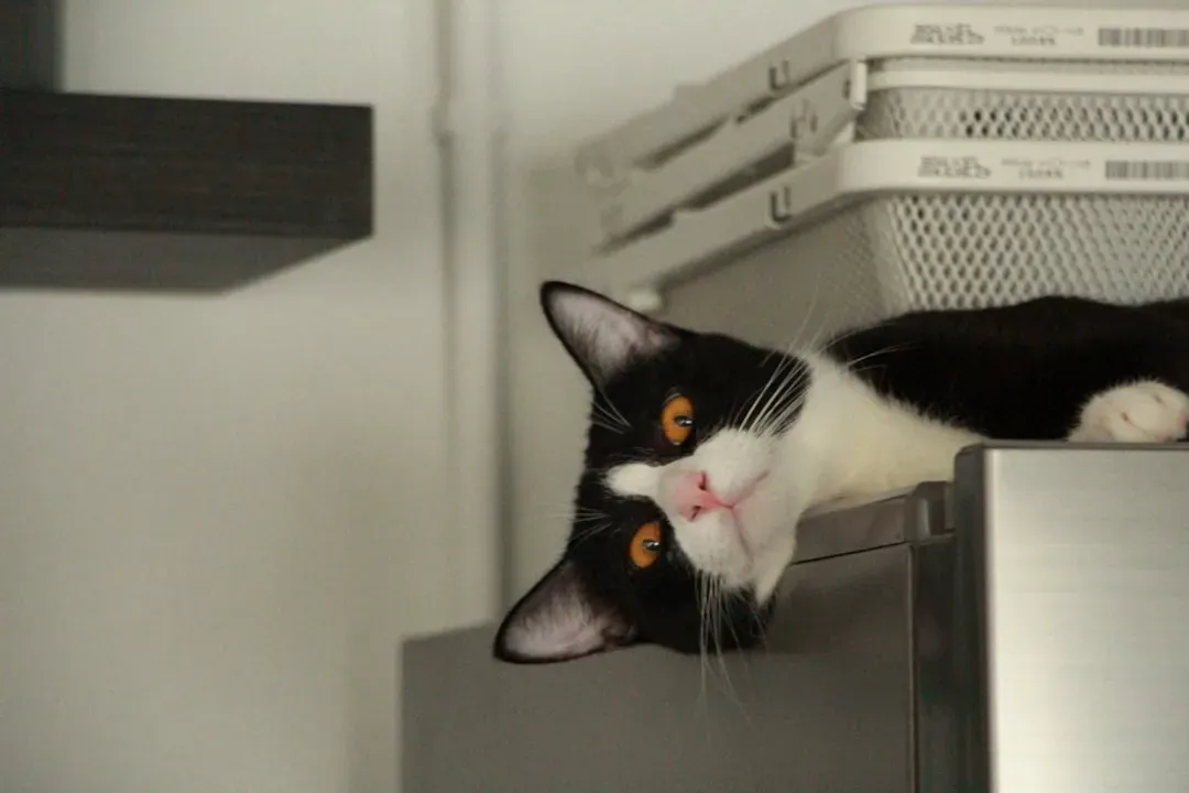 On Top of the Refrigerator: High-Ground Intelligence (Image Credits: Unsplash)