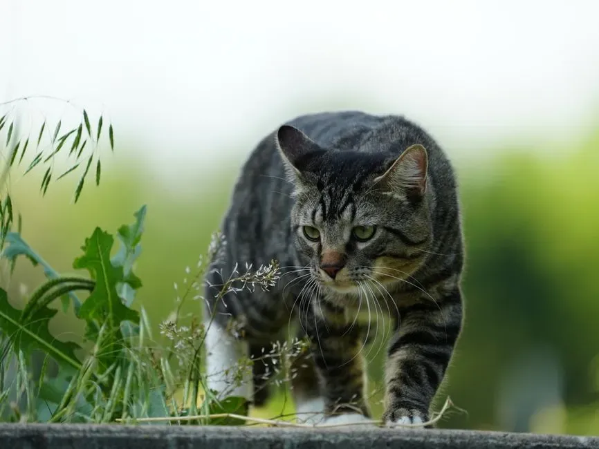 #6 Their Own Prey's Heartbeat, Sort Of (Image Credits: Pexels)