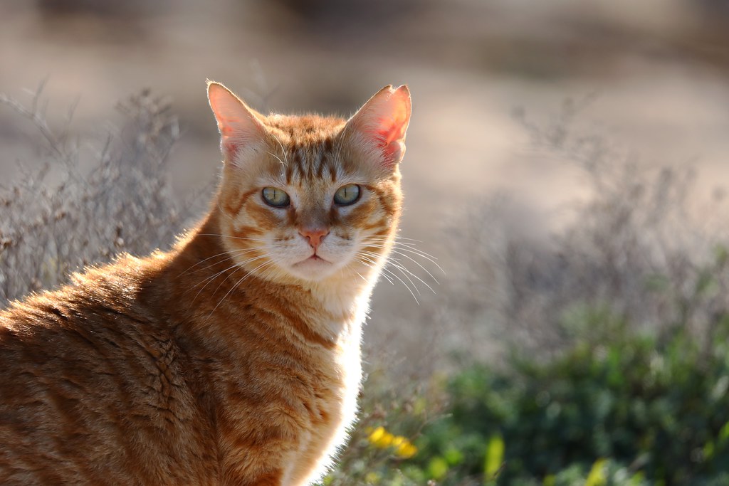 Manx Cats - The Price of Taillessness (Image Credits: Flickr)