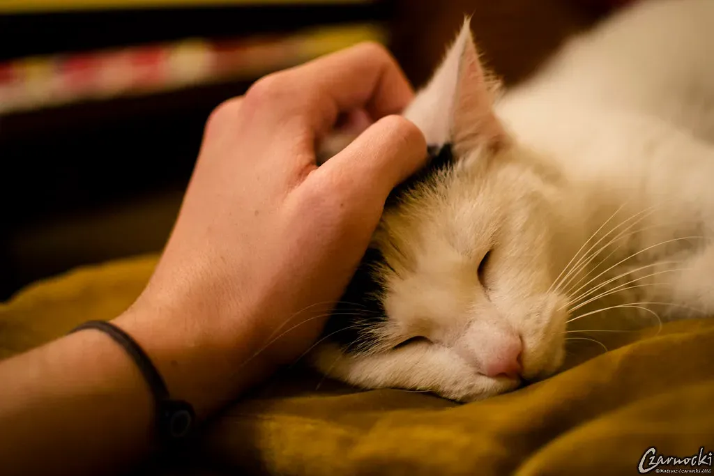 When to Worry About Sleeping Spot Changes (Image Credits: Flickr)