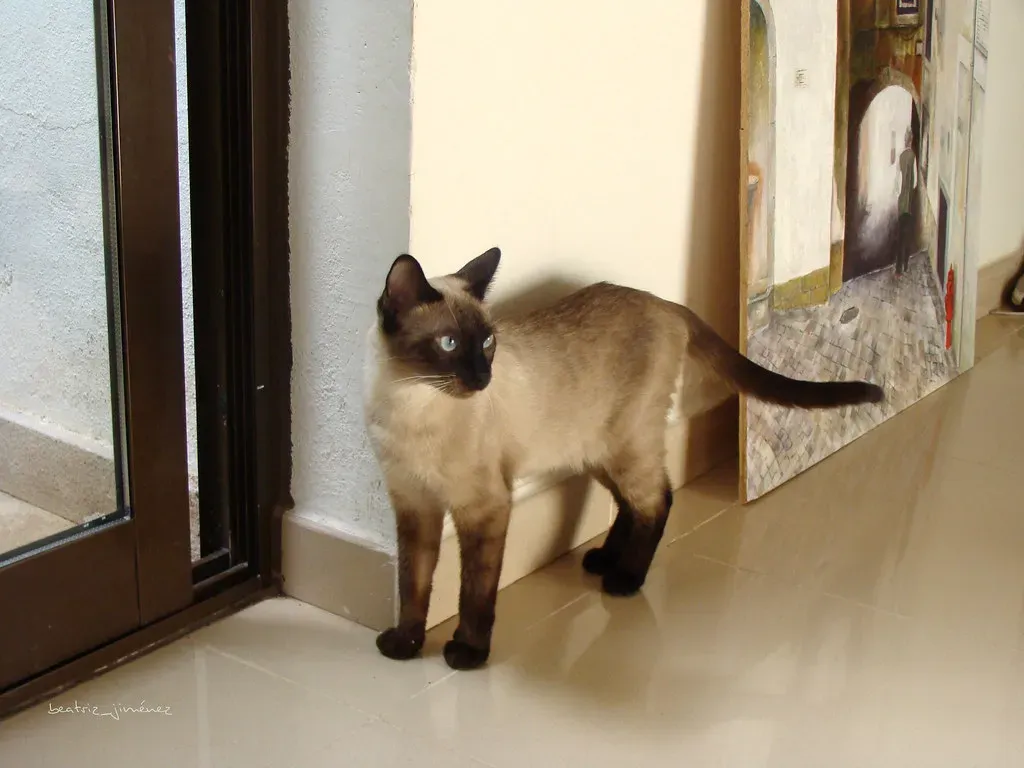 #4 - The Kinked Tail Myth They Don't Tell You (Beatriz Jiménez, Flickr, CC BY-SA 2.0)