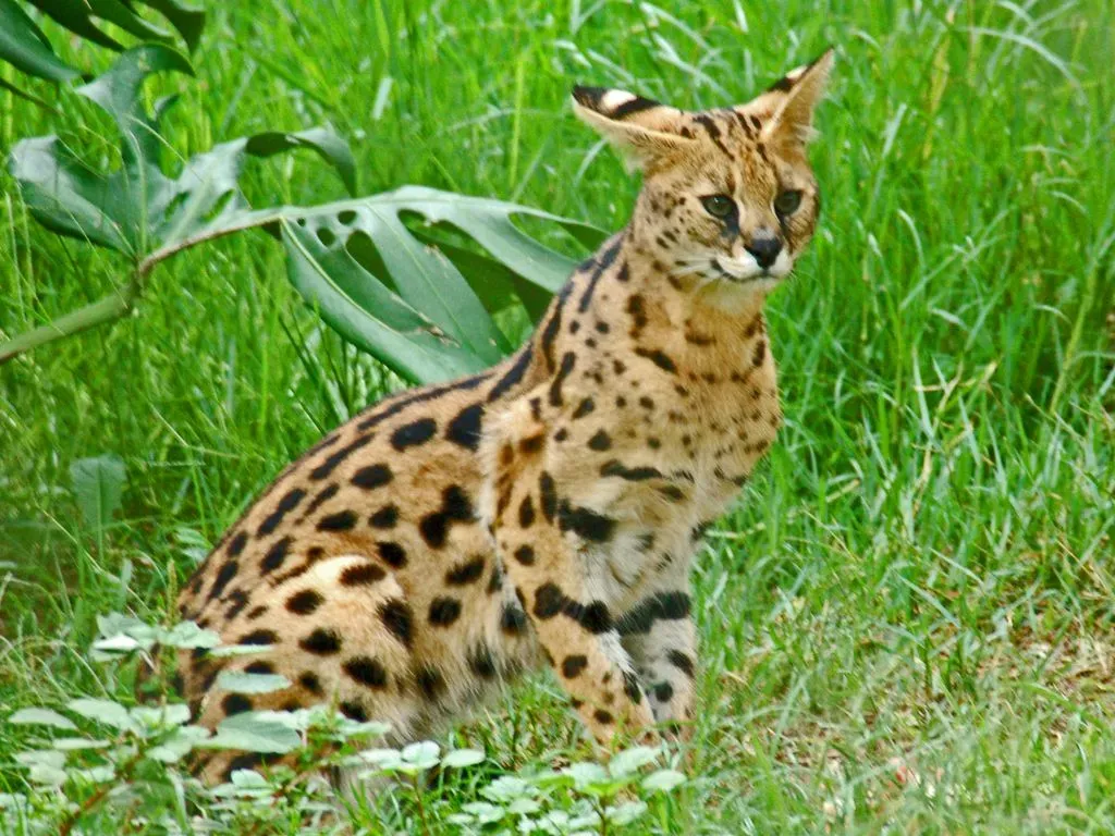 #3 Gemini and the Serval (Felidae - Leptailurus serval (Serval), CC BY 2.0)