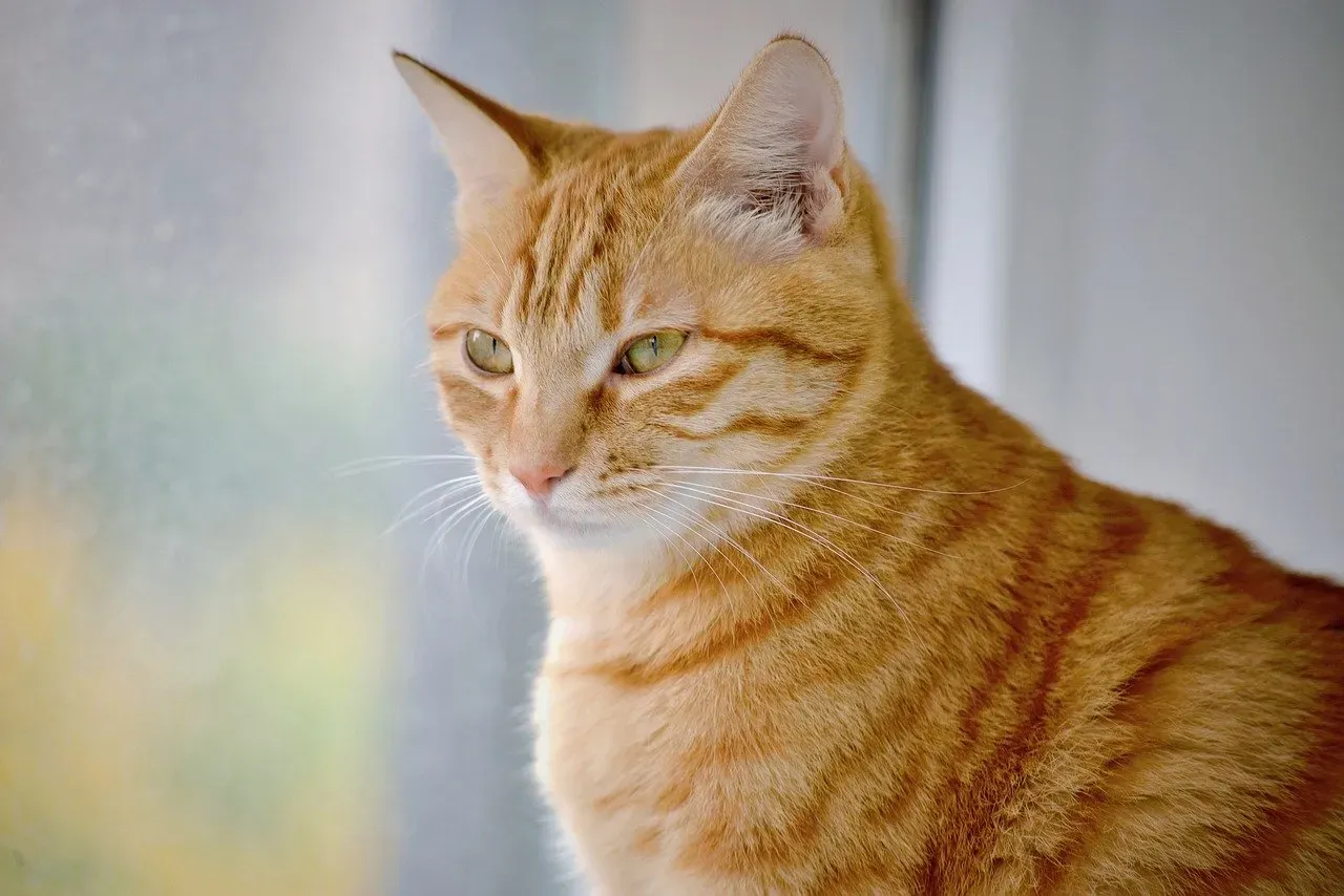 Affection Without Words: The Soft Gaze of Contentment (Image Credits: Pixabay)